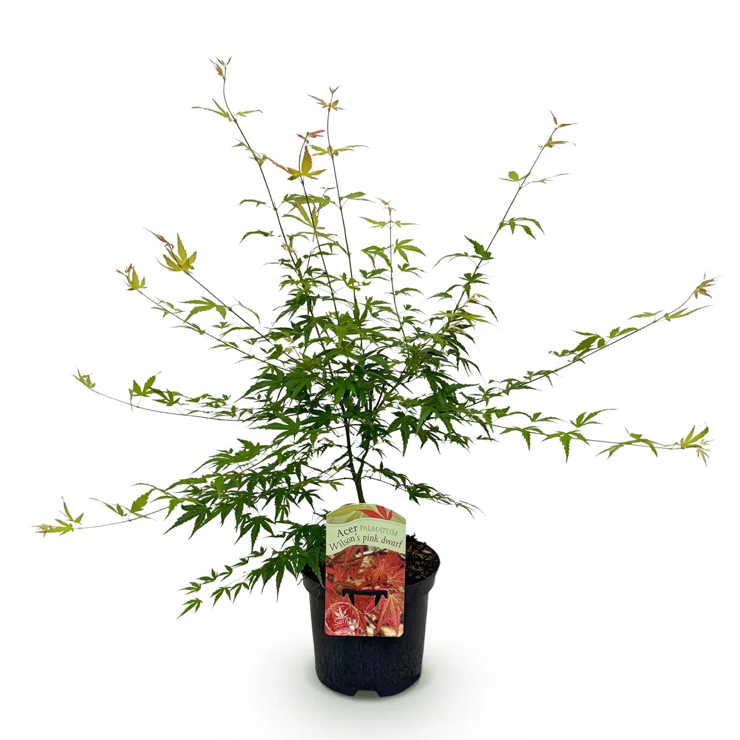 Plant and Stories Pink Dwarf érable du Japon pot 19 cm