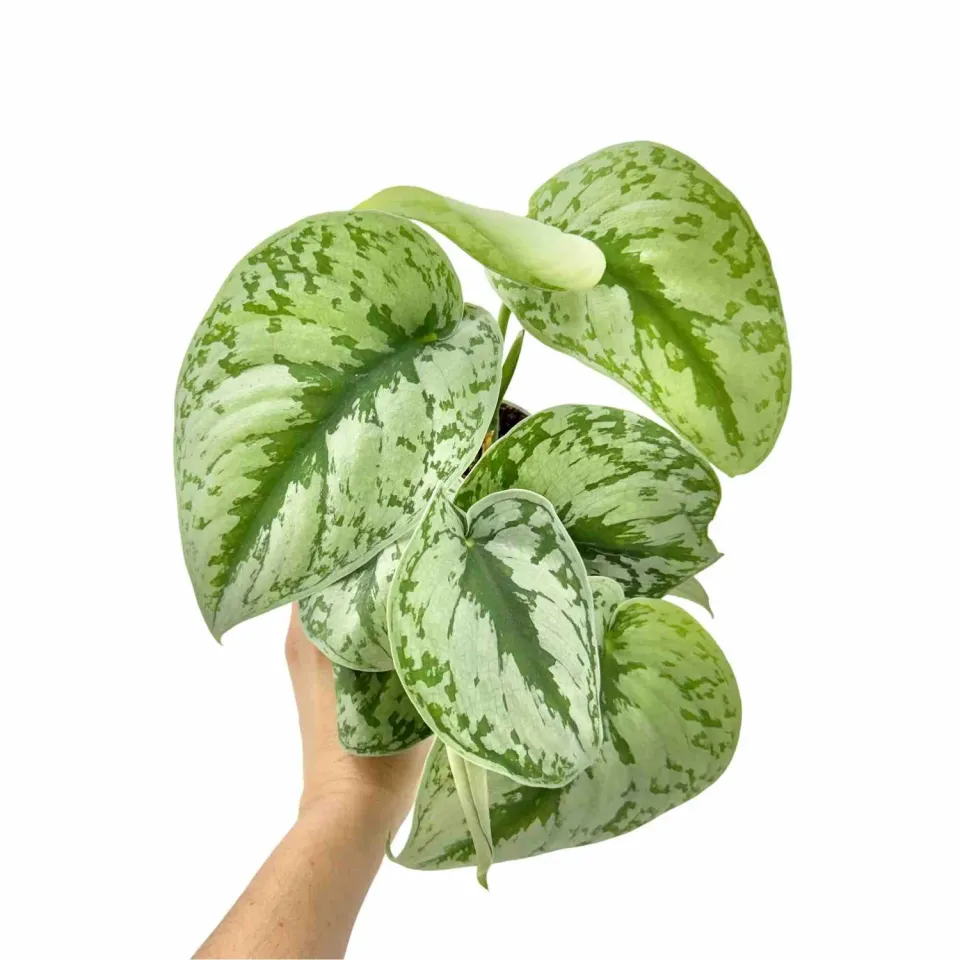 PLANT AND STORIES Scindapsus Pictus Exotica plante pot 6cm