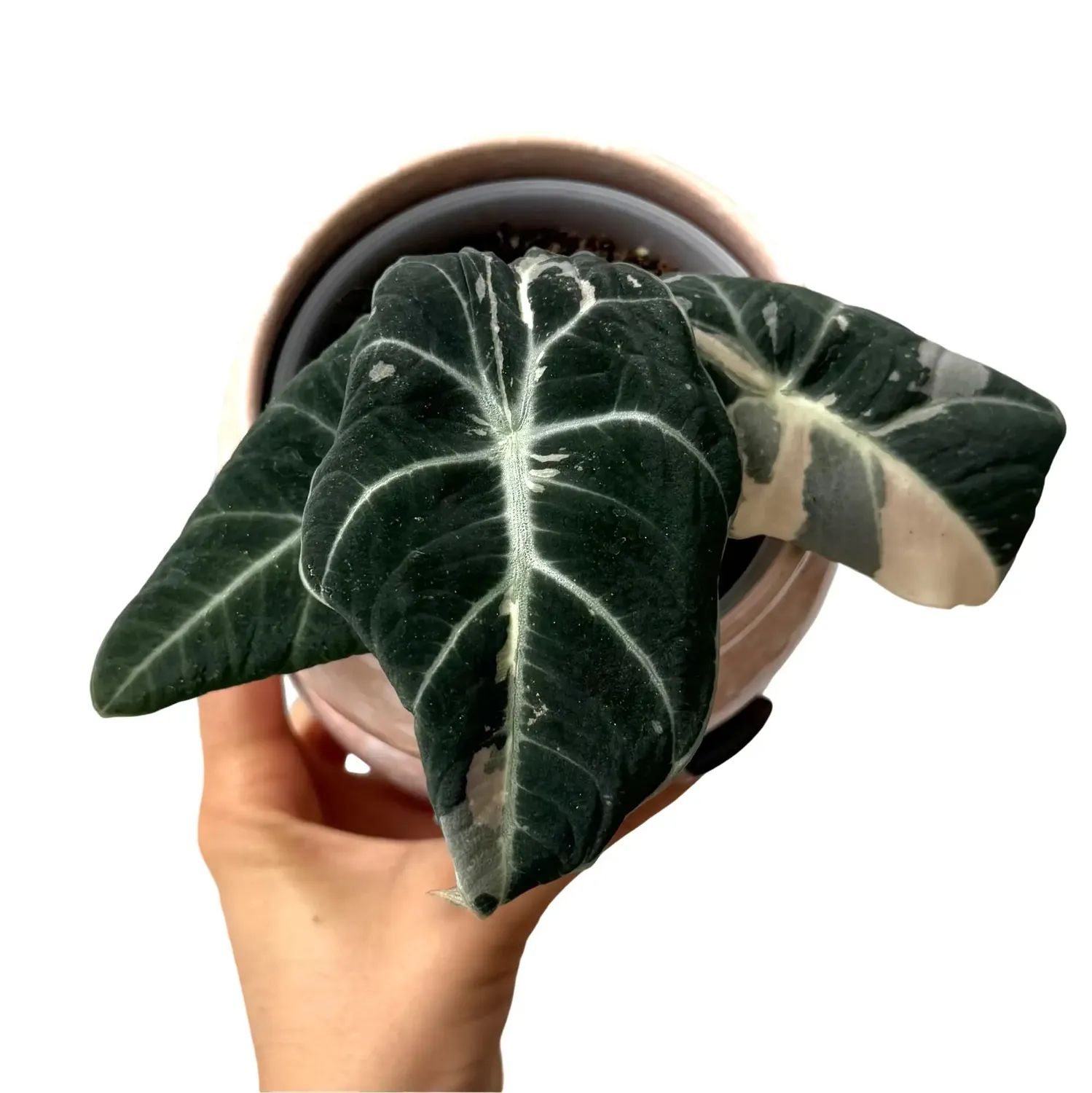 Plant and Stories Black Velvet Pink Variegata alocasia pot 6 cm