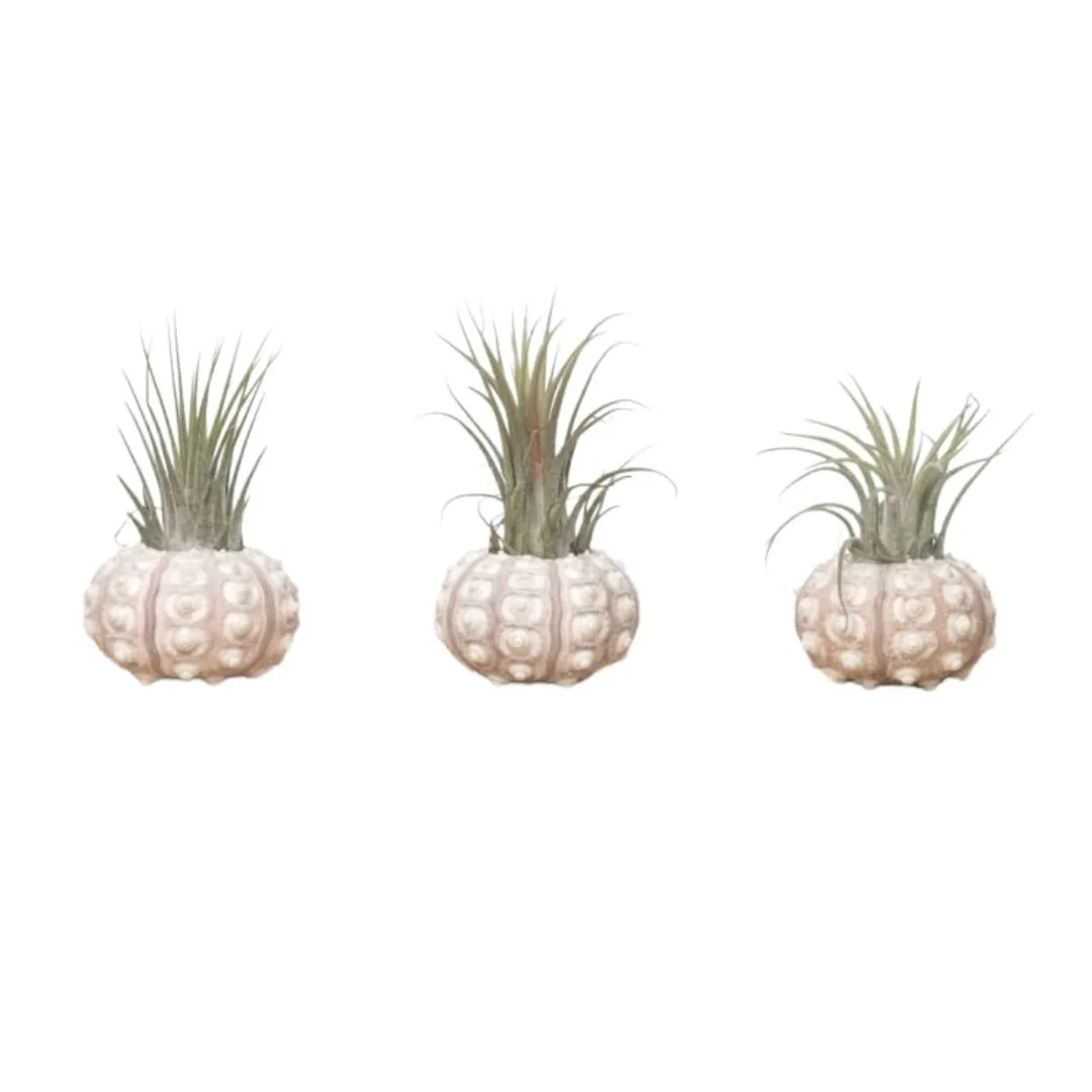 Airplantshop Spoetnik lot 3 oursins coquillage tillandsia
