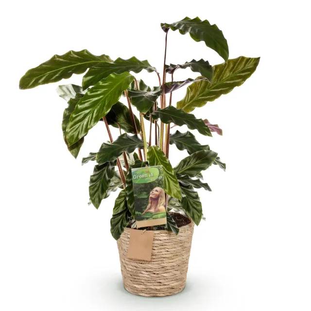 Plant and Stories Calathea Rufibarba plante pot 17cm 55-60cm velours
