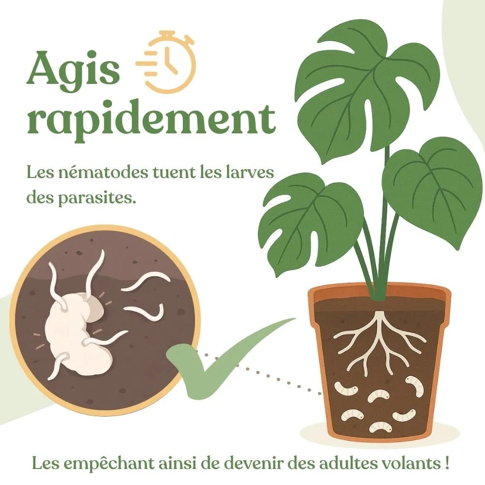 Plant and Stories Duo Nématodes anti-moucherons thrips 10M