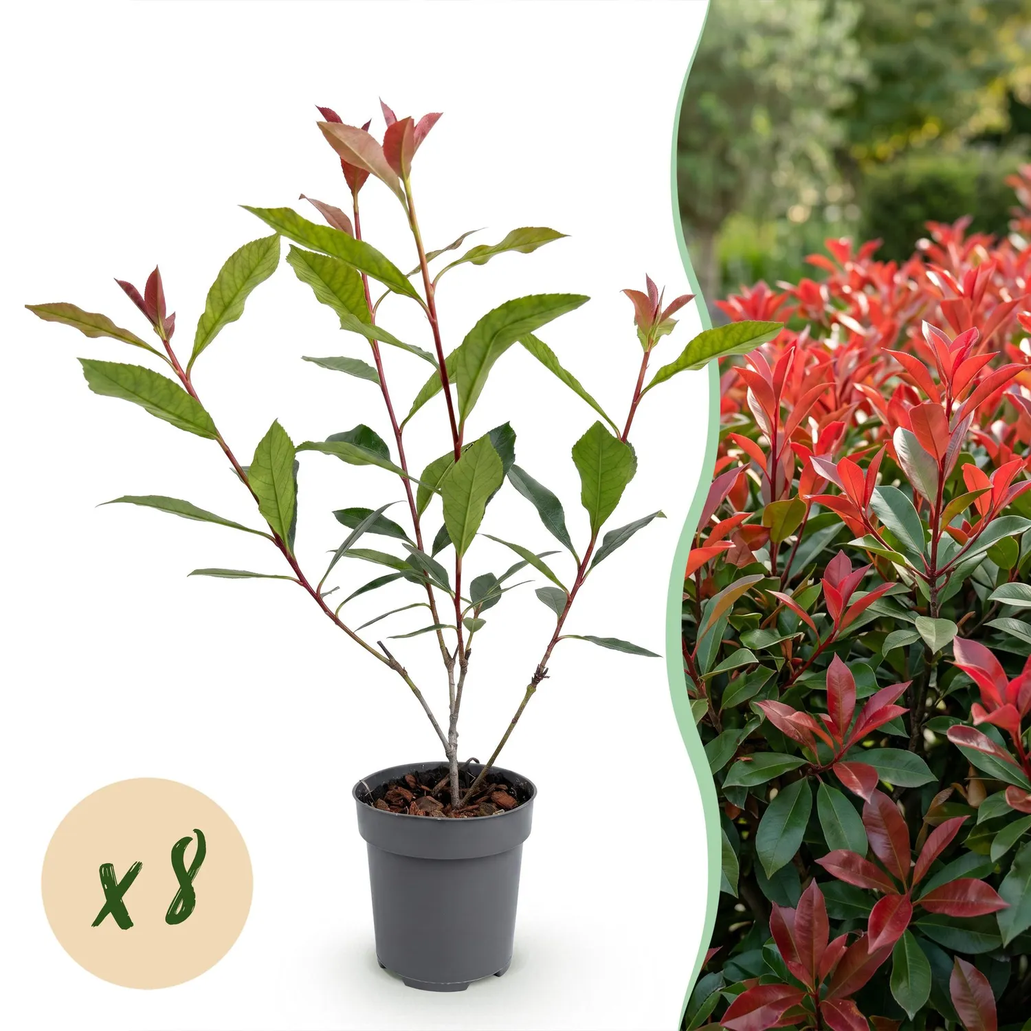 Plant and Stories Carré Rouge photinia haie pot 9 cm 25 cm