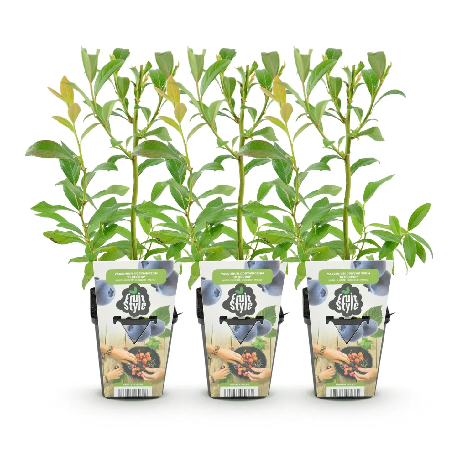 Plant and Stories Bluecrop myrtillier 3 plants fruitier rustique