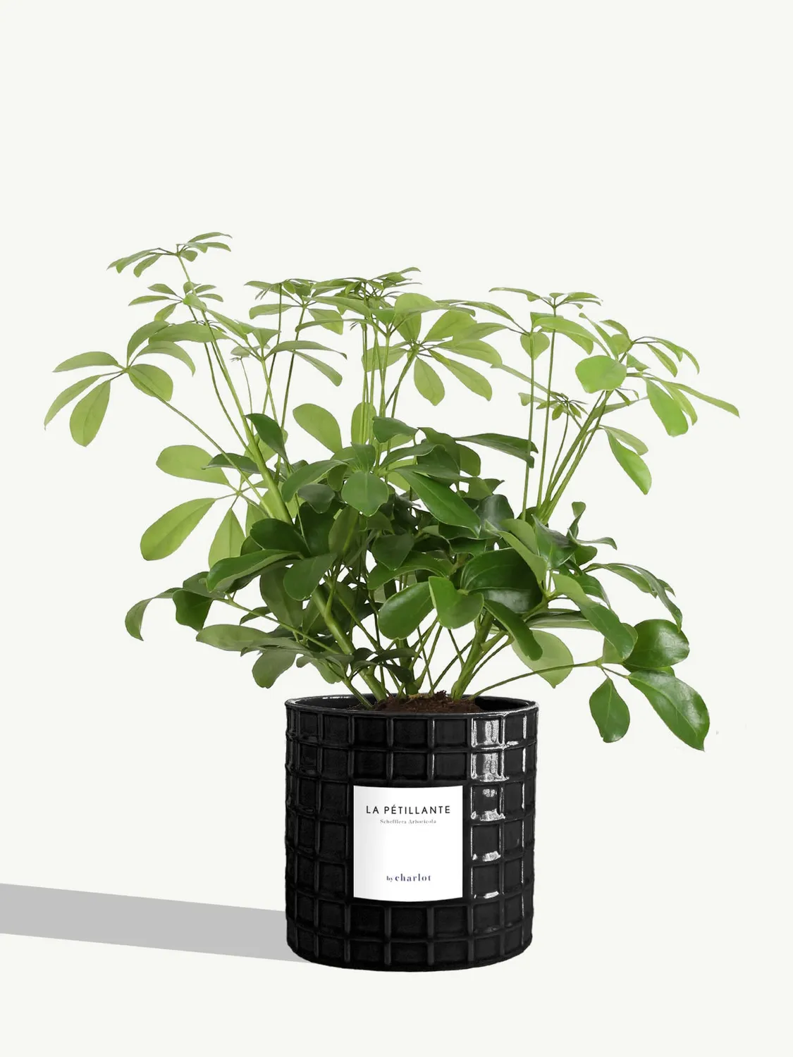 By Charlot La Pétillante plante schefflera M pot 14 cm