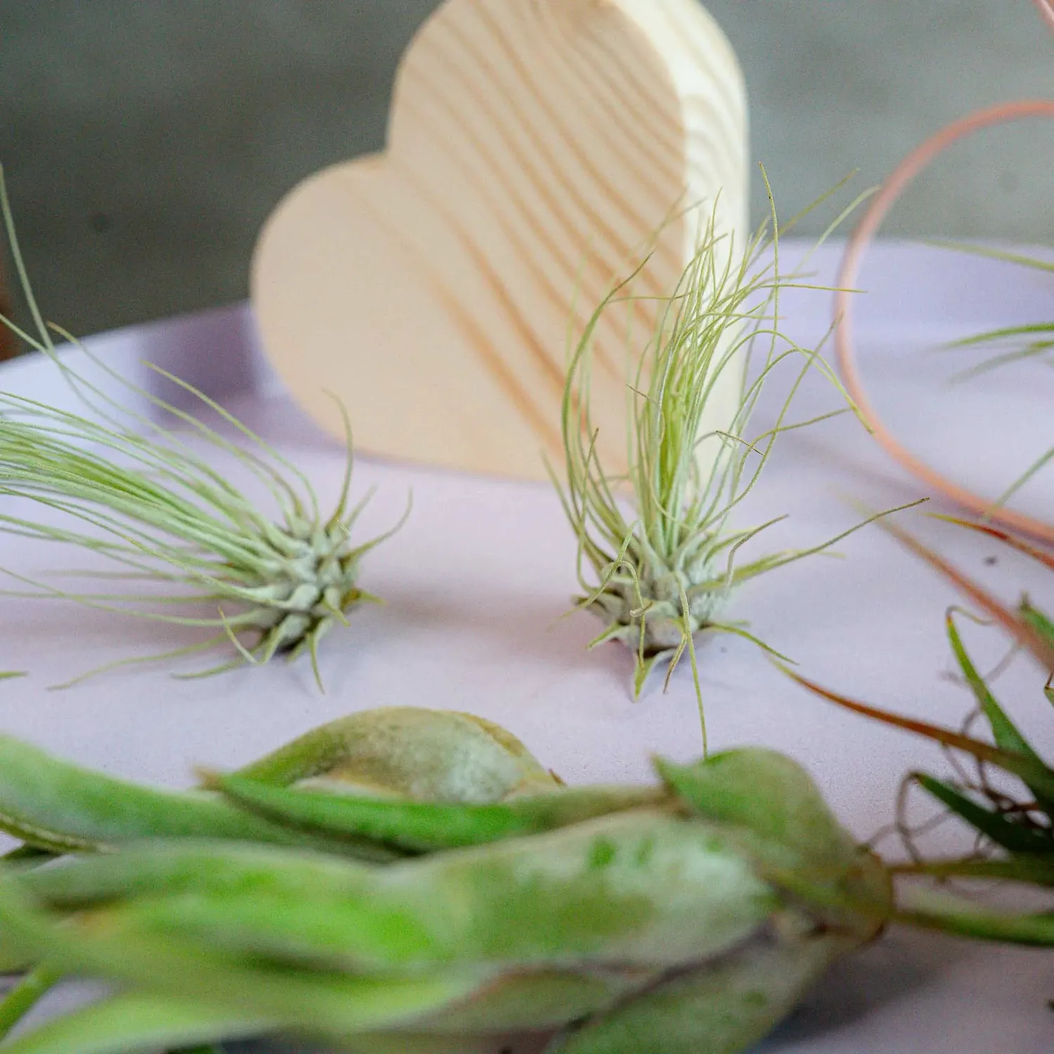 Airplantshop Love Box coffret cadeau 8 plantes aériennes