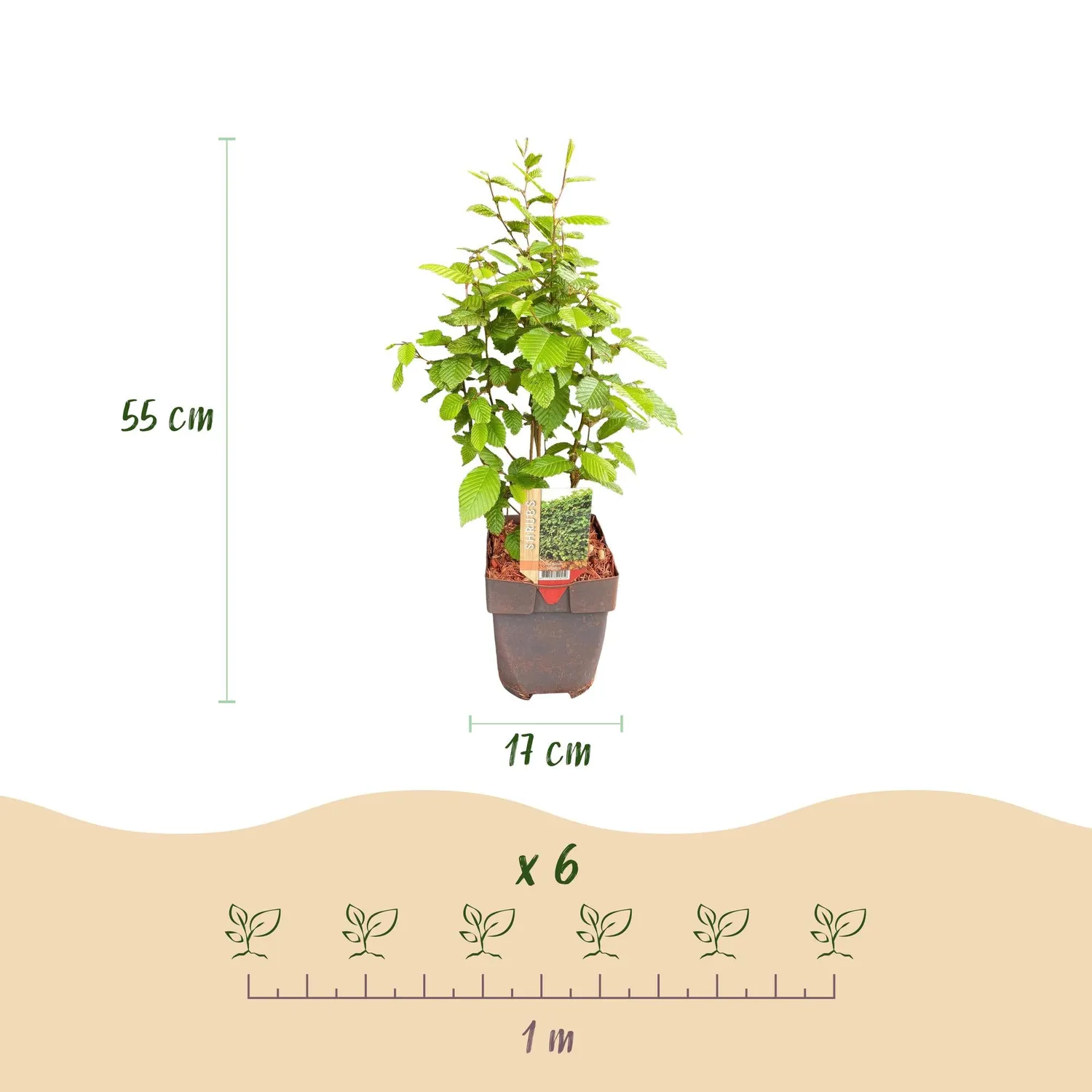 Plant and Stories charme Carpinus betulus haie 6 plants