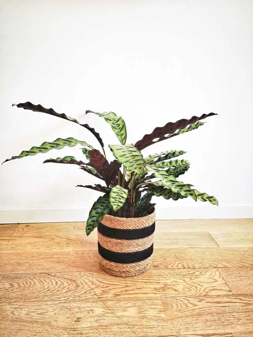 Réconciliation Végétale Romane calathea plante verte mi-ombre dessinée