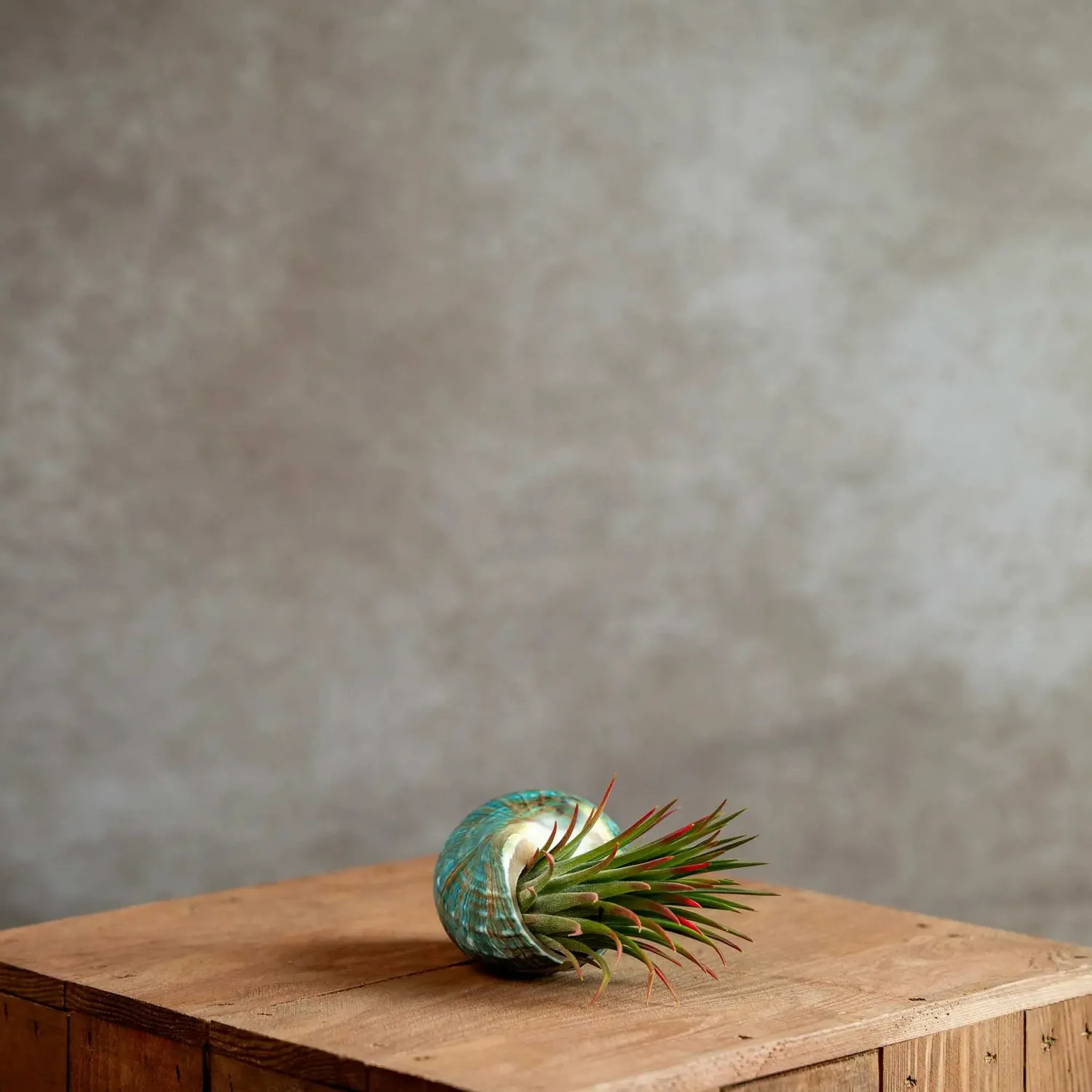 Airplantshop Coquillage vert plante aérienne Ionantha XL