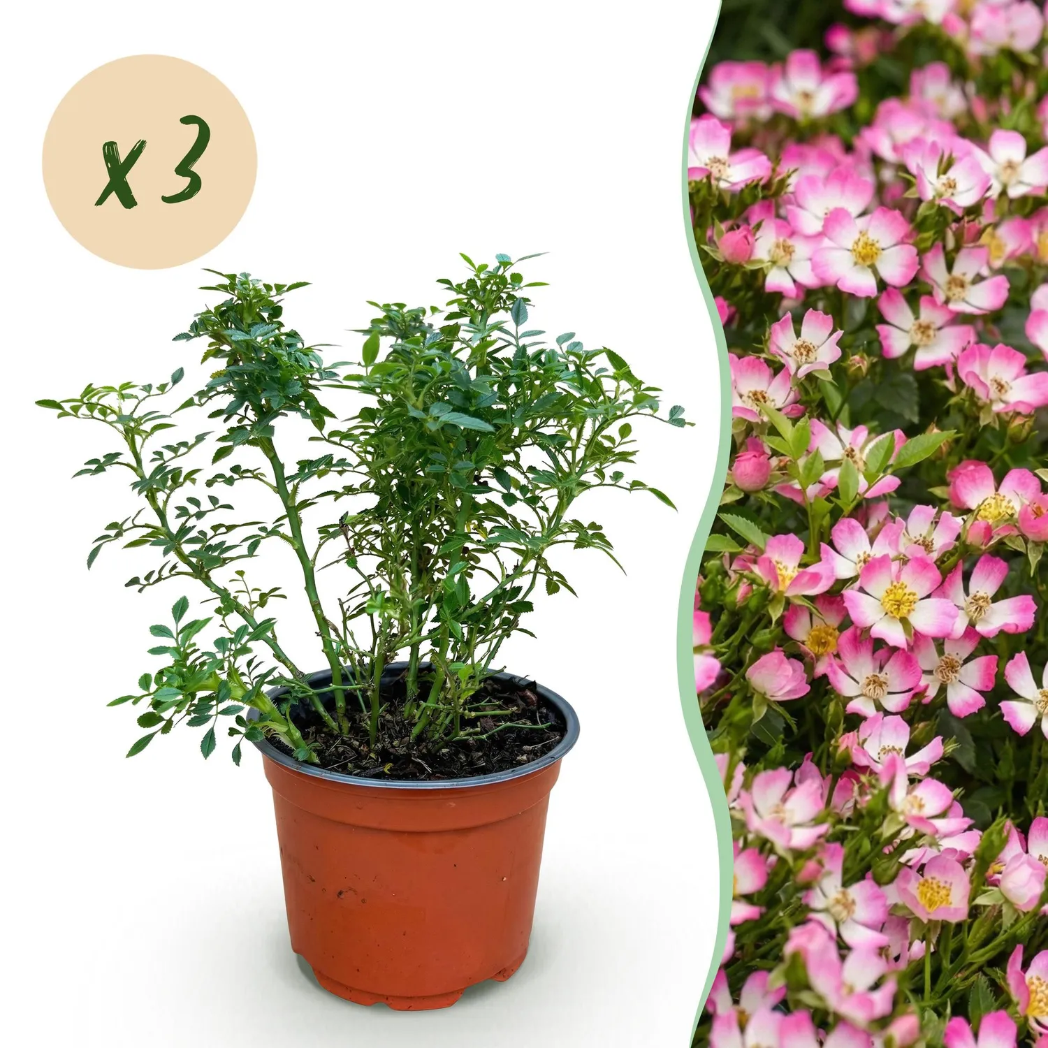 Plant and Stories Cutie Pie rosier buisson 1 plant pot 12 cm parfumé