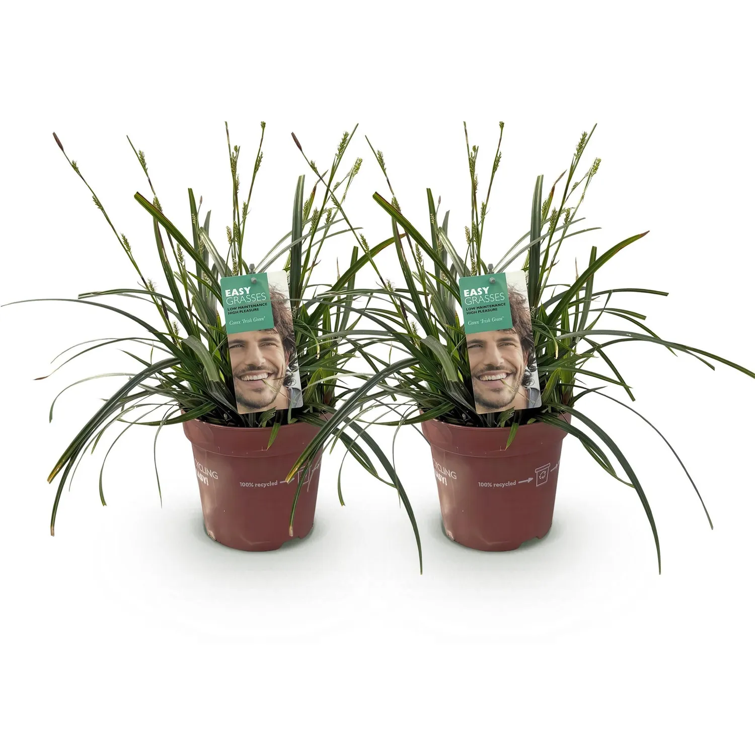 Plant and Stories Carex Intense Green laîche verte pot 17 cm
