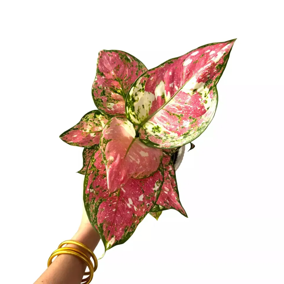 Plant and Stories Aglaonema Jazzy Red plante intérieur pot 12cm rouge