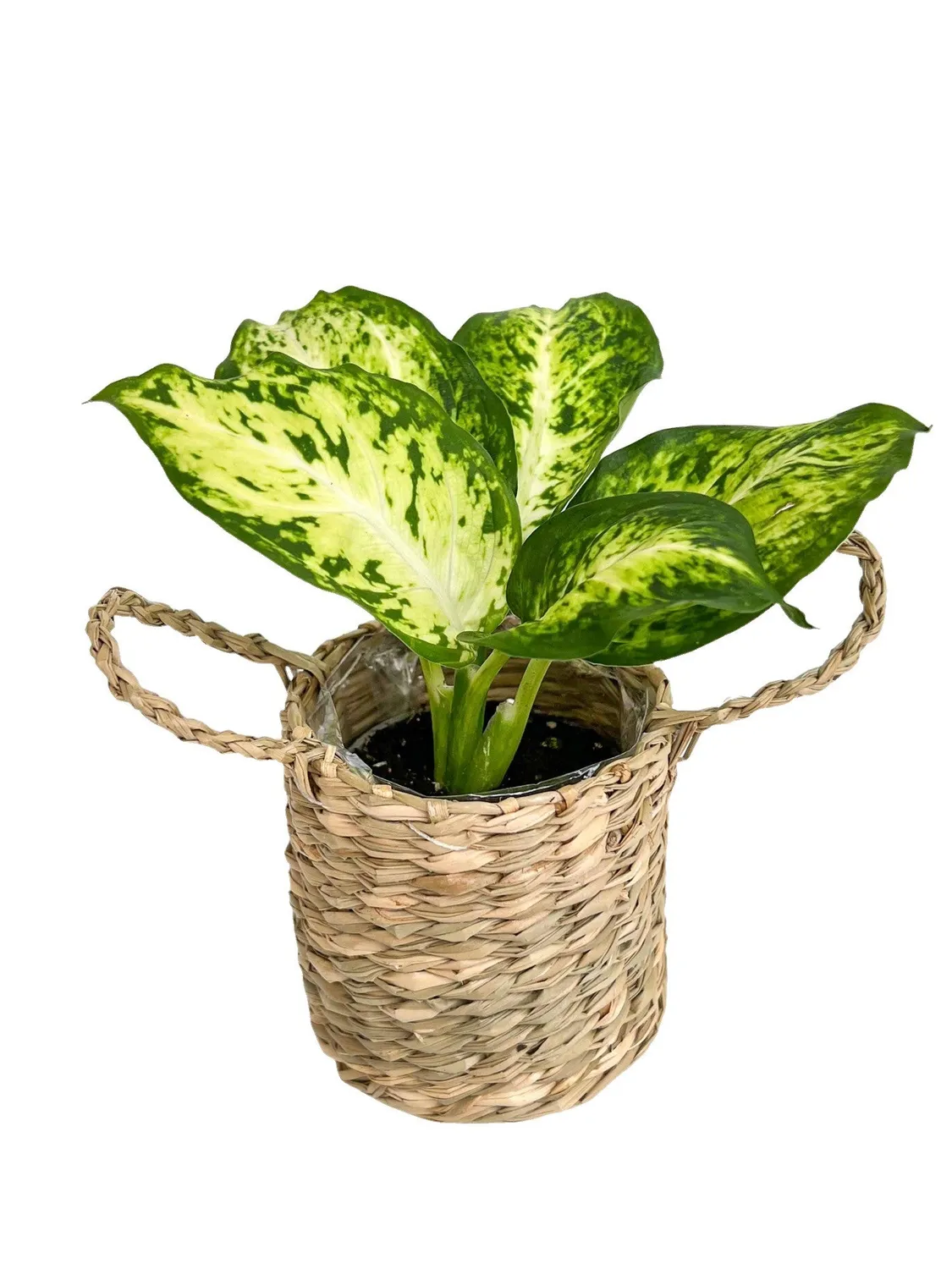 Plant and Stories trio mini cache-pots osier lot 3 naturel
