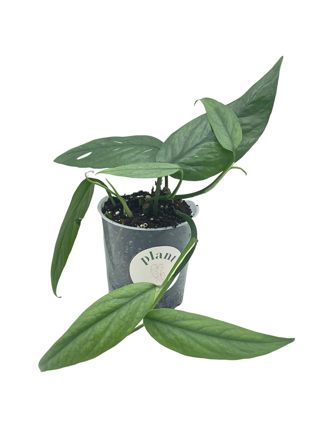 Plant and Stories Epipremnum Cebu Blue pothos pot 6 cm argenté