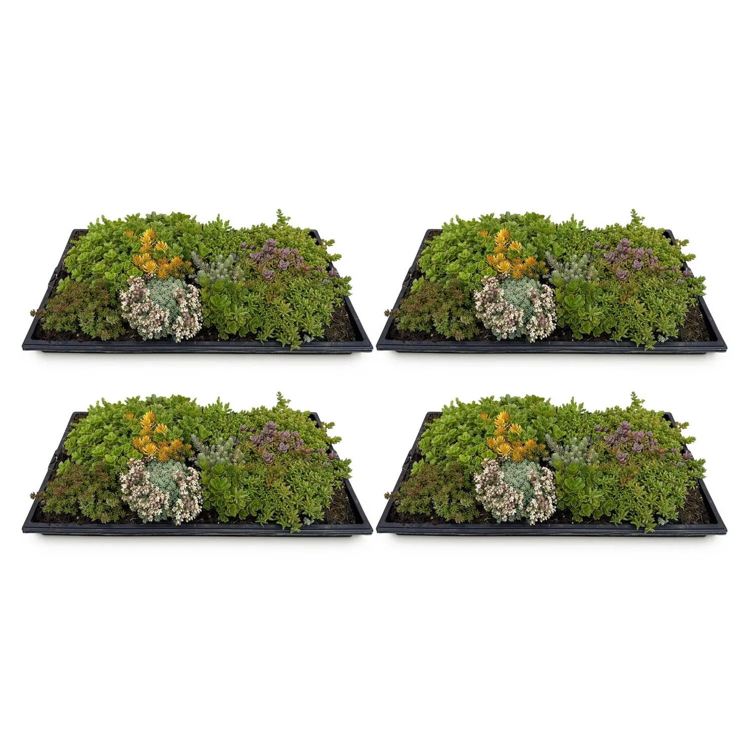 Plant and Stories Sedum tapis couvre-sol 10 espèces 50x30