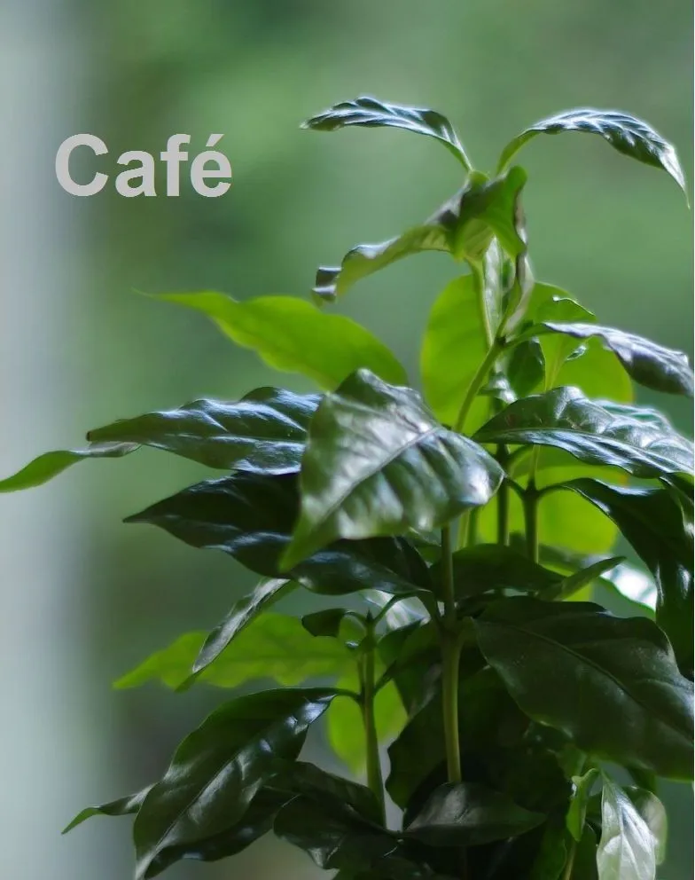 AQUAPHYTE Kit kokedama + plante à faire soi-même