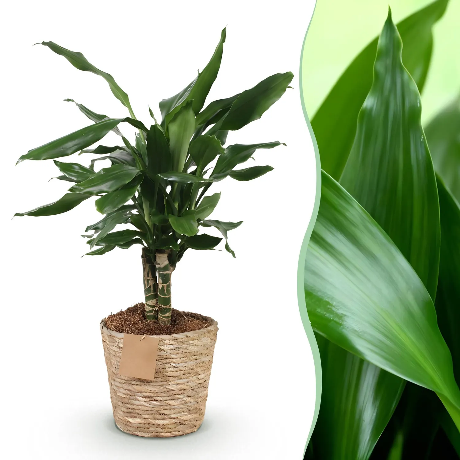 Plant and Stories Dracaena fragrans Steudneri plante verte pot 17 cm