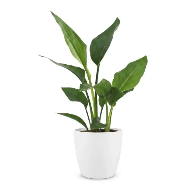 Plant and Stories Reginae strelitzia plante d'intérieur pot 12 cm