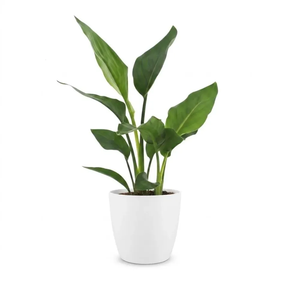 Plant and Stories Reginae strelitzia plante d'intérieur pot 12 cm