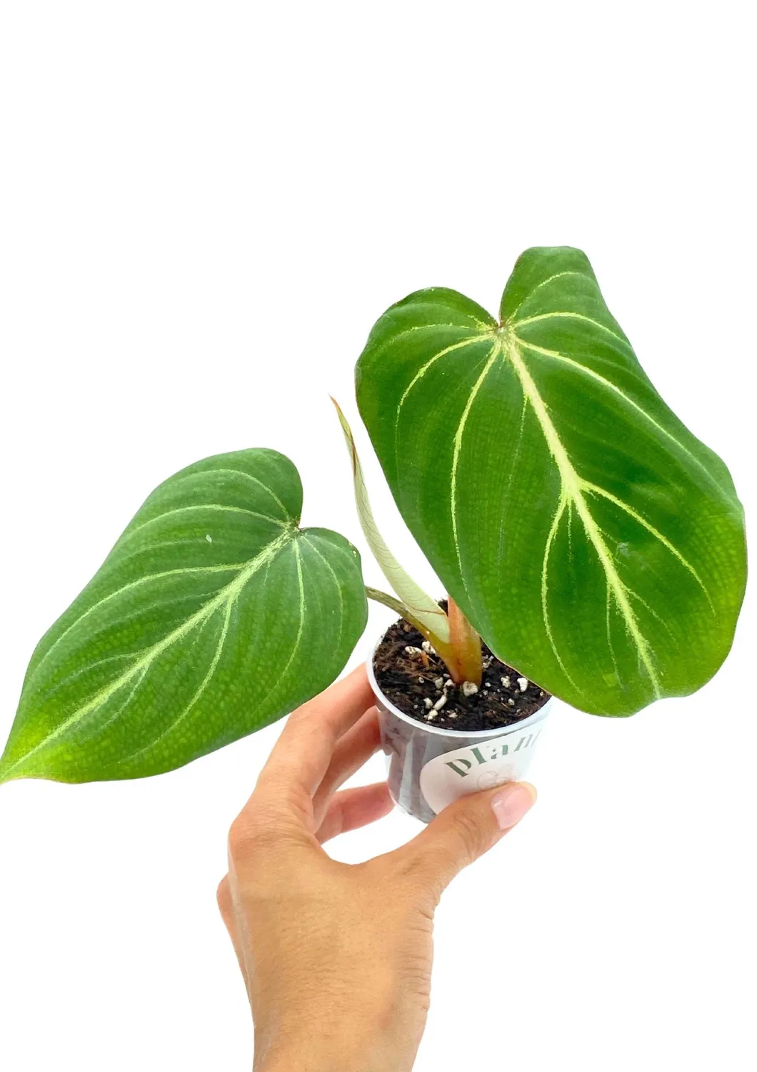 Plant and Stories philodendron Gloriosum plante intérieur velours 9 cm