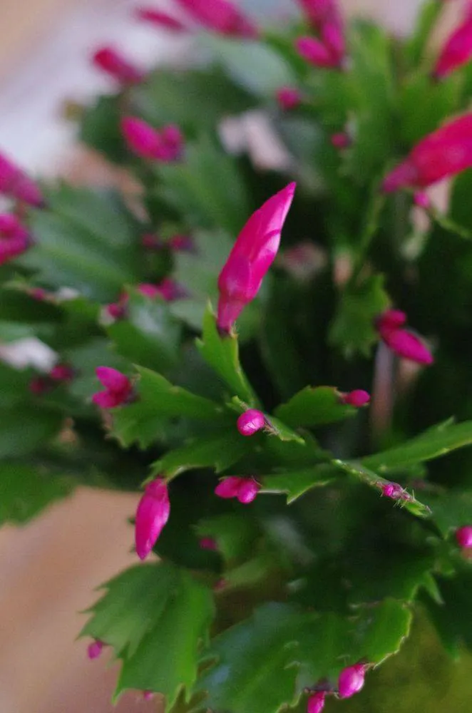 AQUAPHYTE Pantanal Ni kokedama cactus de Noël