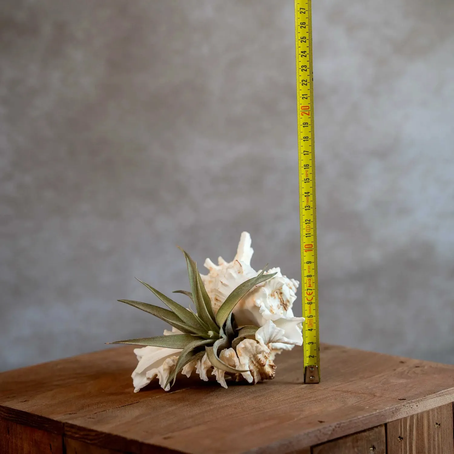 Airplantshop Murex XL coquillage avec tillandsia capitata large