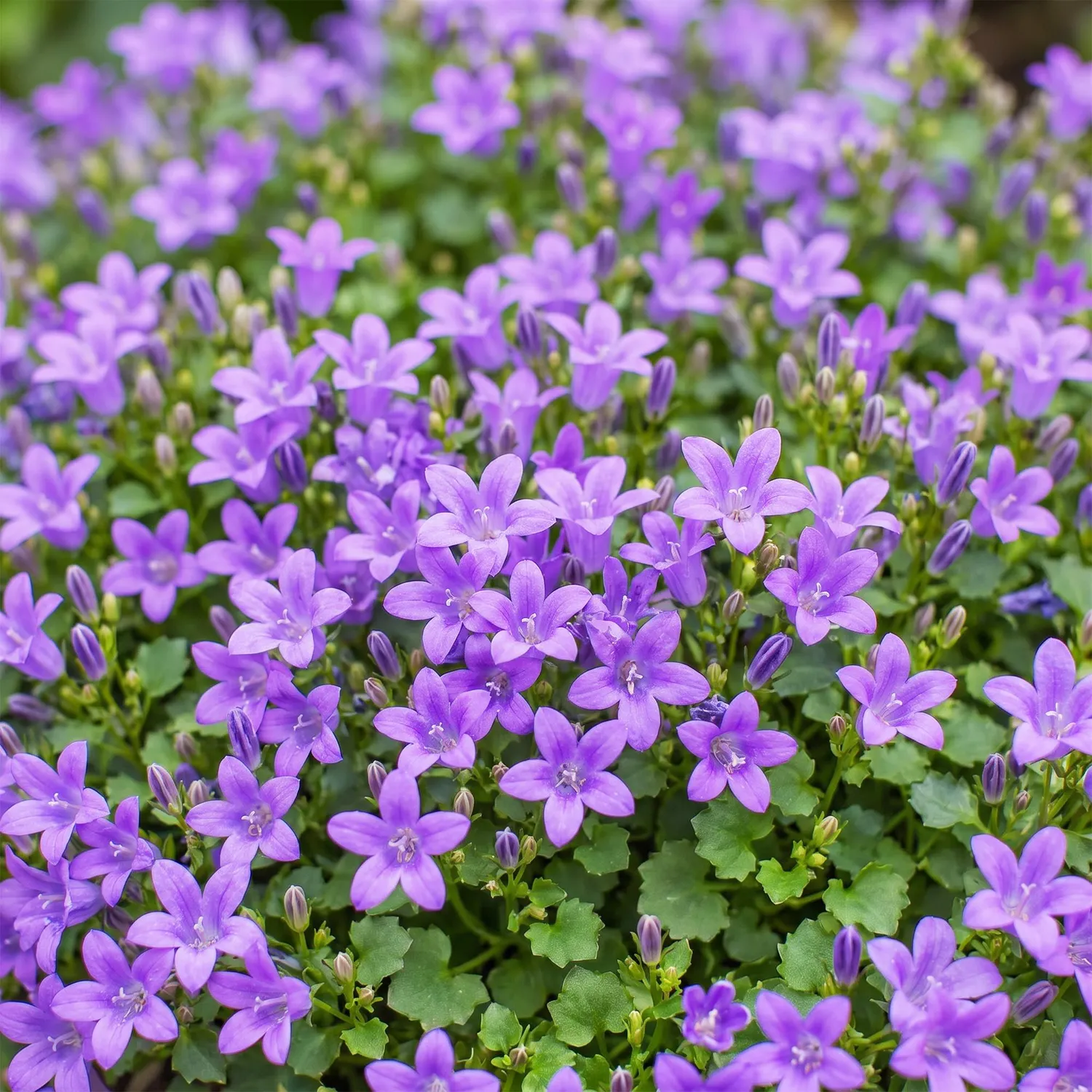 PLANT AND STORIES Campanule des murs couvre-sol 1 plant pot 11 cm