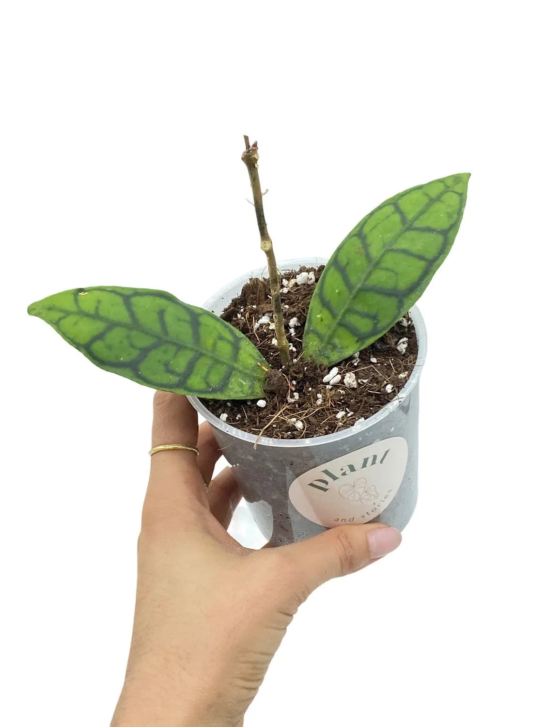 Plant and Stories Hoya Callistophylla plante pot 6 cm feuilles nervurées