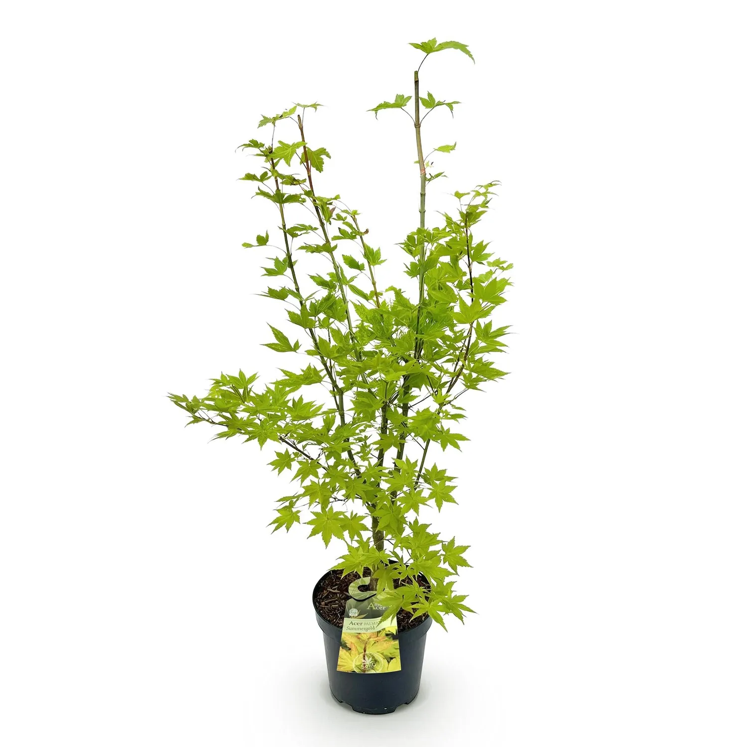 Plant and Stories Acer Summergold érable pot 26 cm 90 cm