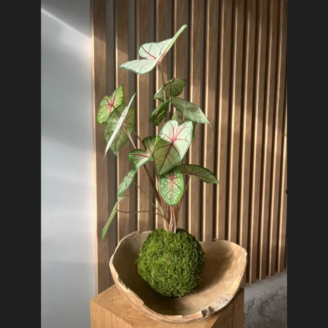 Oh My Green Caladium Fiesta kokedama taille M feuillage rose