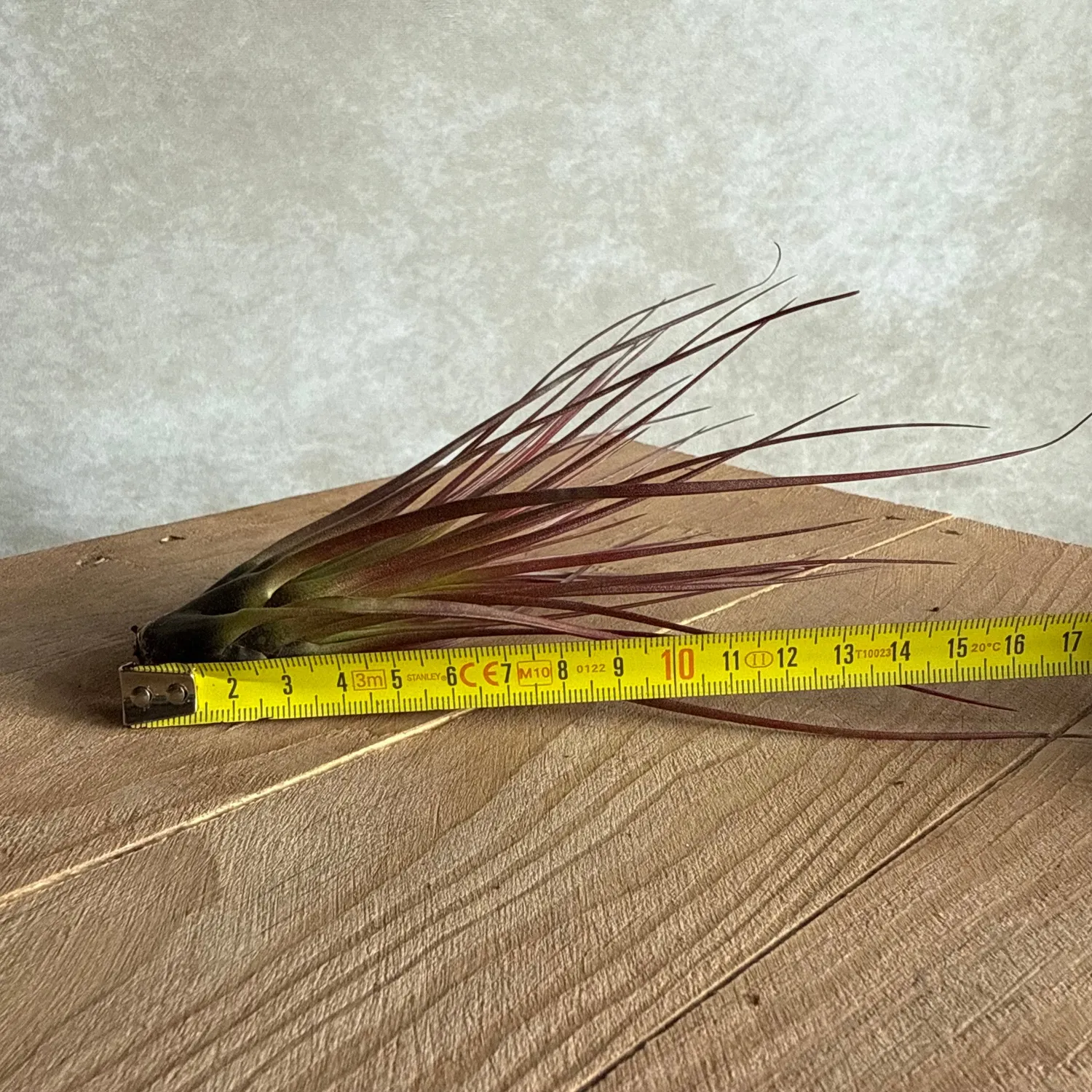 Airplantshop Tillandsia Melanocrater Large plante aérienne 15 cm