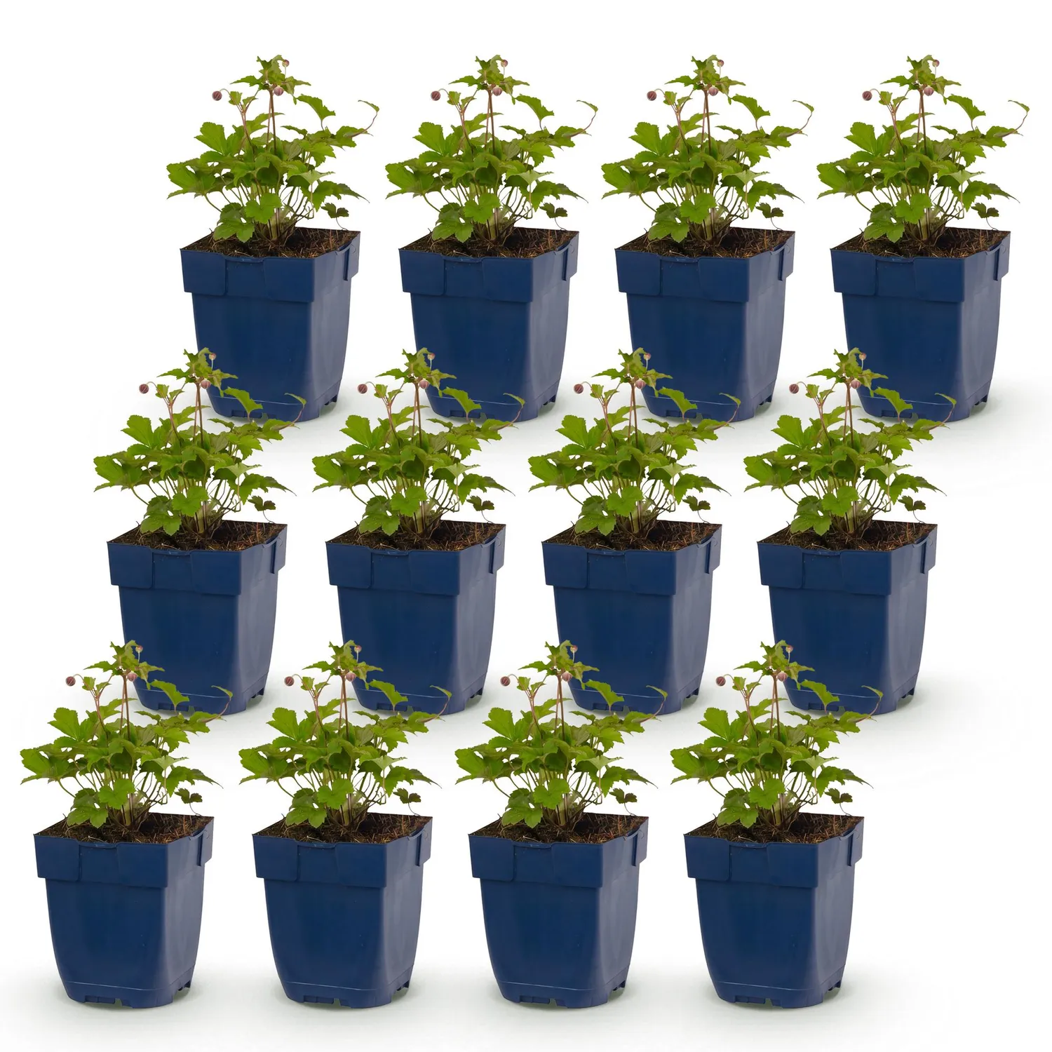 Plant and Stories Anémone Japon Tricolour plante 6 plants ombre