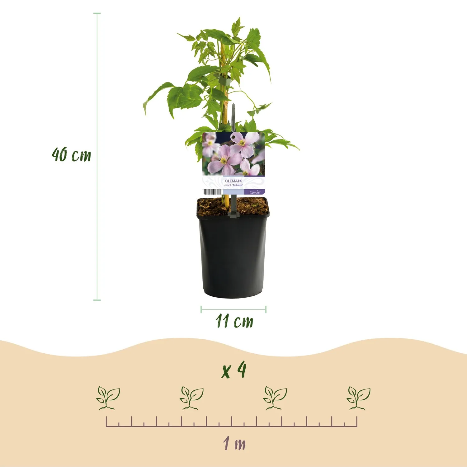 Plant and Stories Trio Grimpantes Fleuries lot 4 pot 11cm pergola