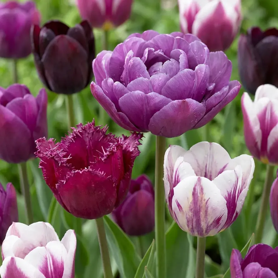 Plant and Stories Tulipa Blueberry tulipe 24 bulbes violet calibre