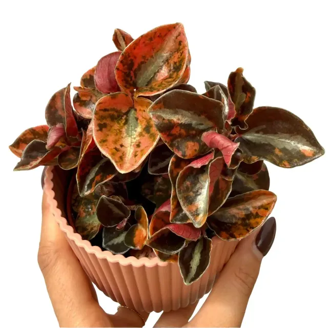 Plant and Stories Peperomia Crème Brûlée plante pot 7cm dorée