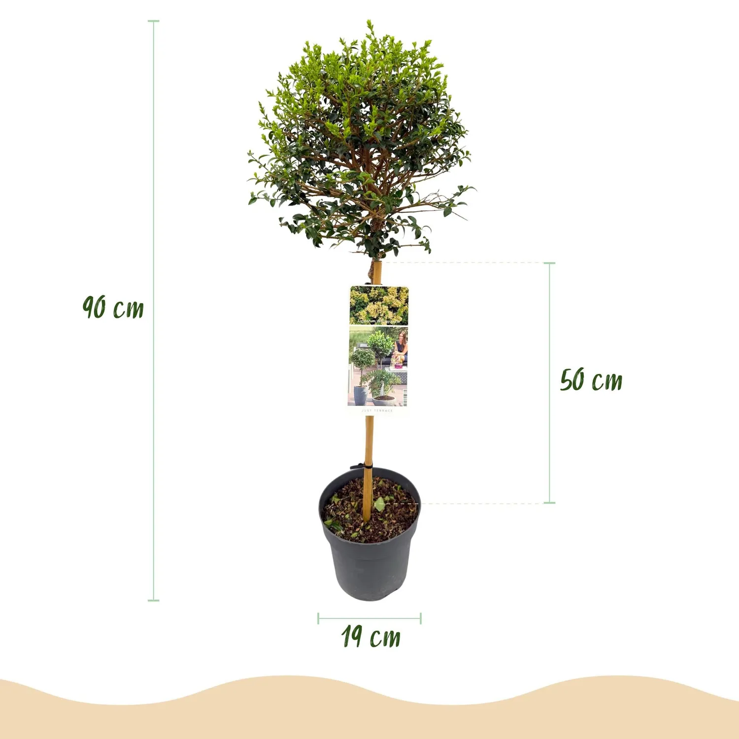 Plant and Stories Troène arbuste sur tige pot 19 cm 90 cm