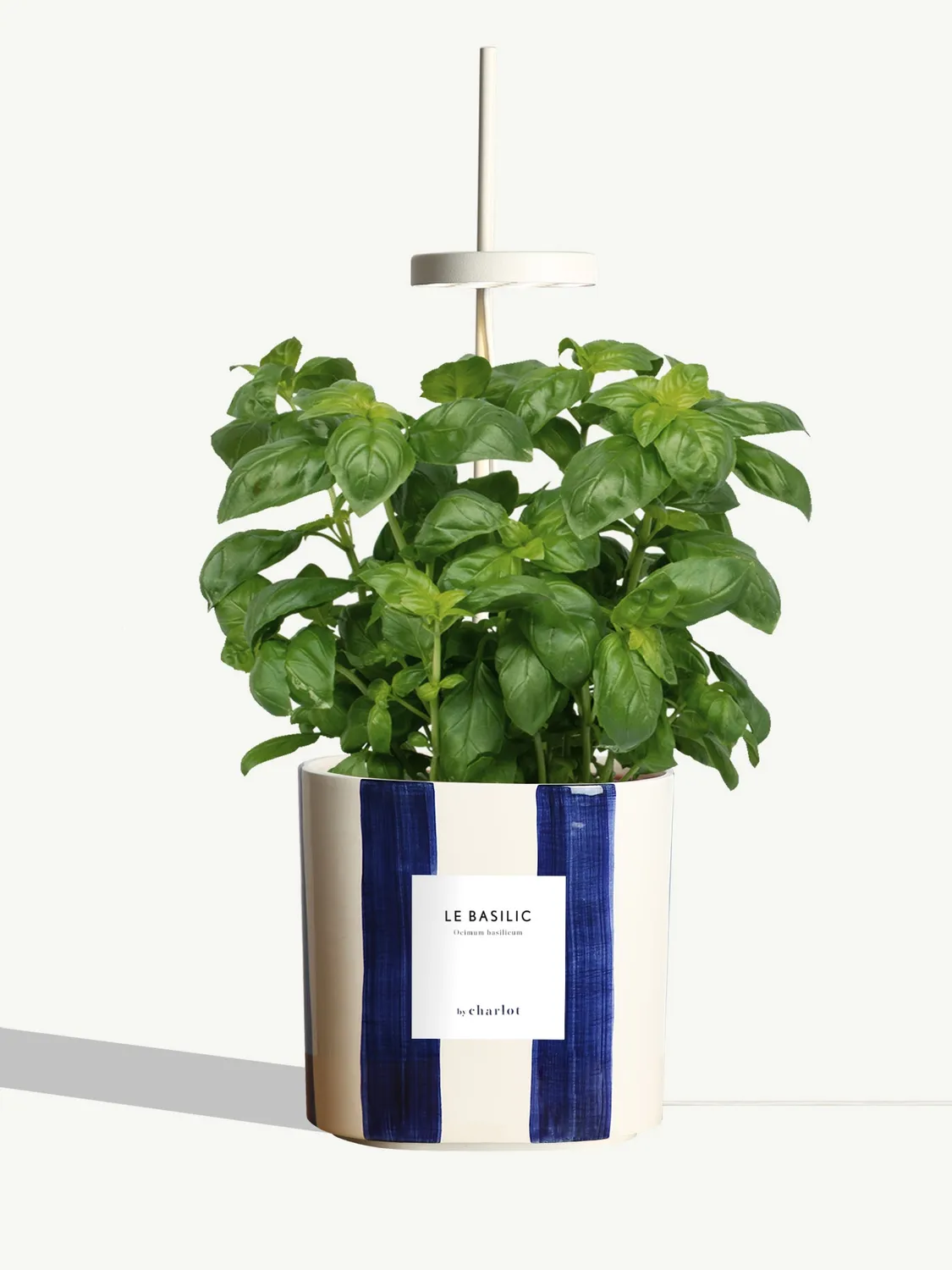 By Charlot Le Basilic plante aromatique potager intérieur