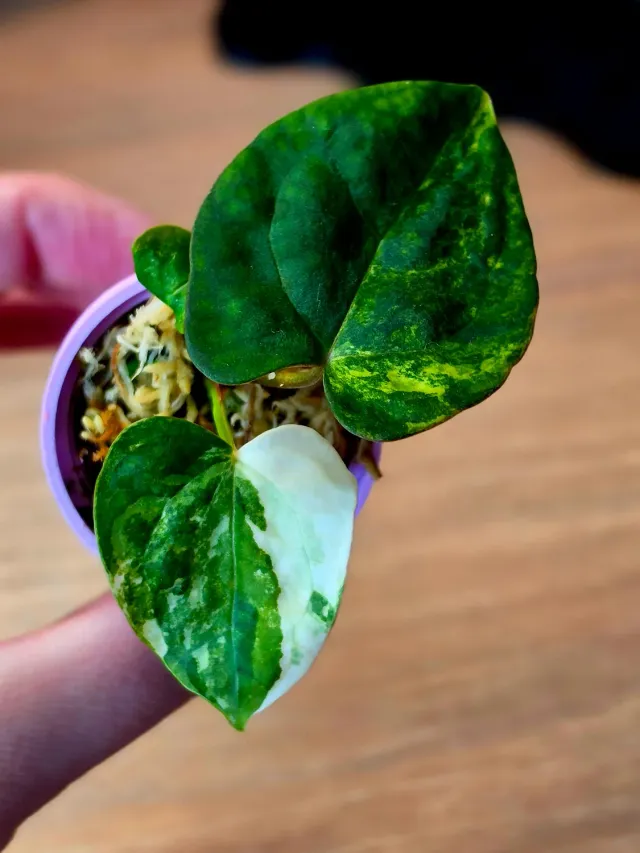 plant.ess Anthurium Portillae Open plante panachée #6 velours