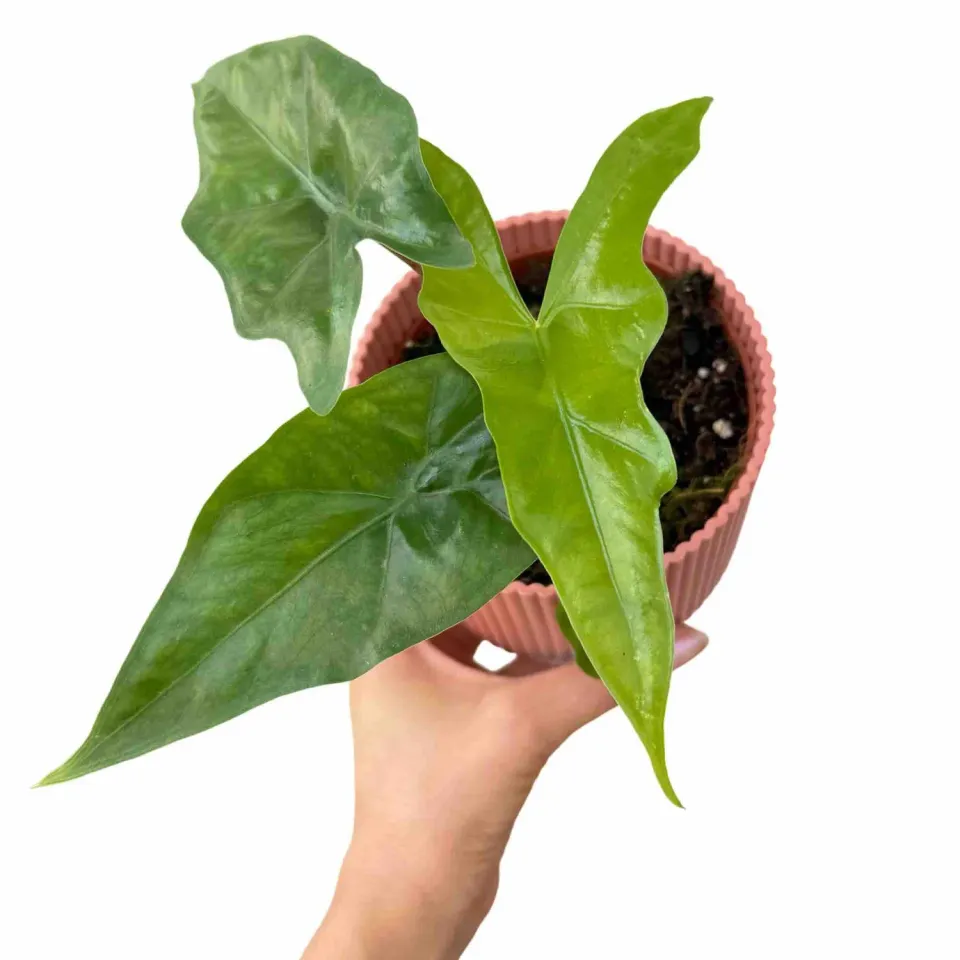 Plant and Stories Alocasia Bat Wing intérieur ailes nuit