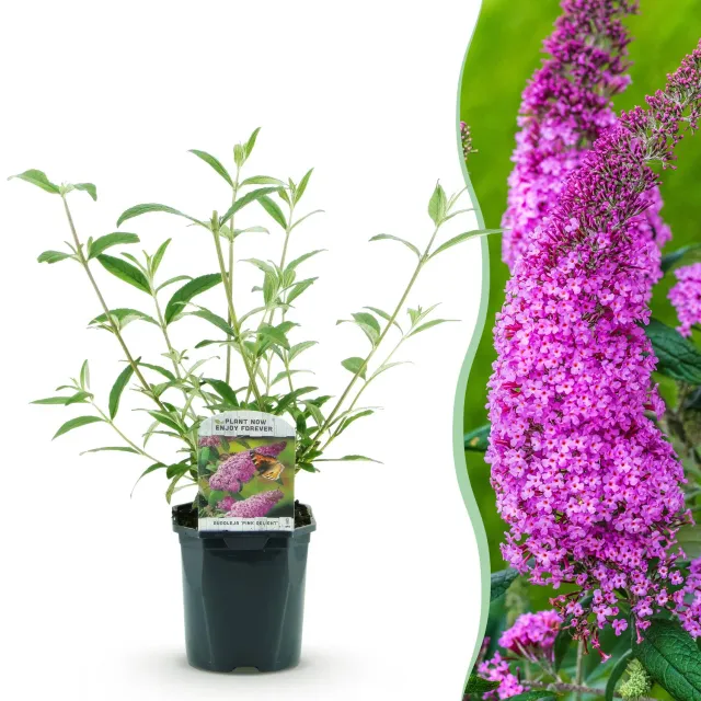 Plant and Stories Pink Delight buddleia arbuste 1 plant pot 17 cm