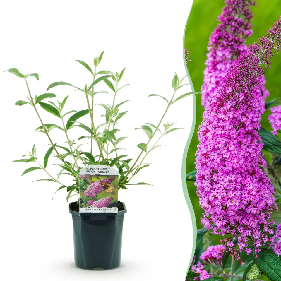 Plant and Stories Pink Delight buddleia arbuste 1 plant pot 17 cm