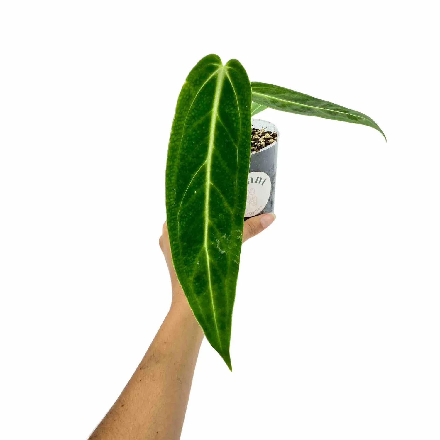 Plant and Stories Warocqueanum anthurium velours pot 6 cm