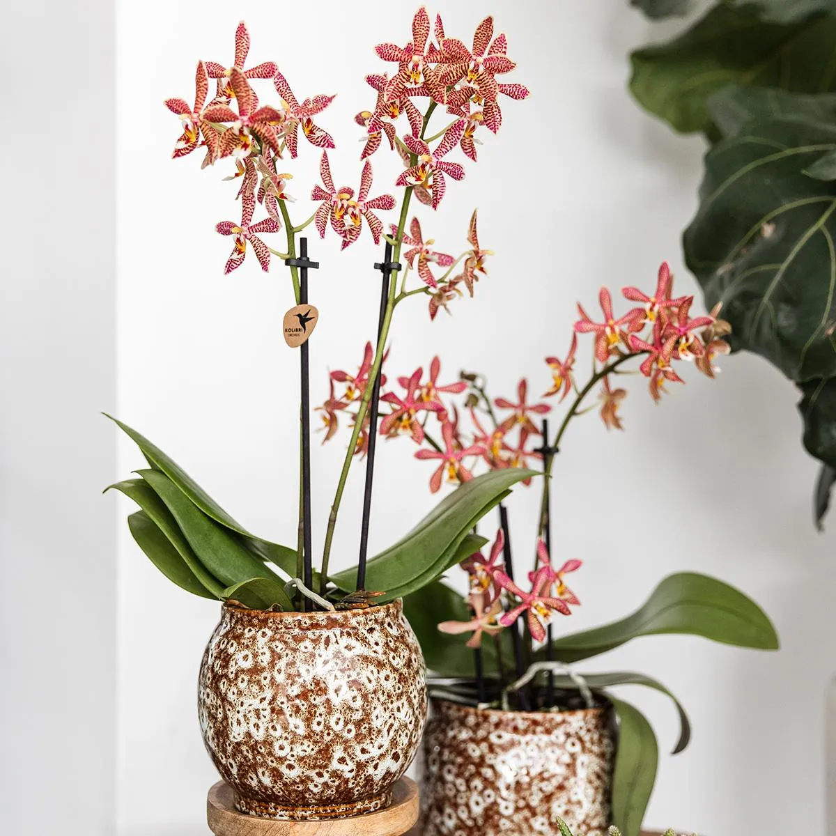 Plant and Stories Safari cache-pot céramique 12 cm fait main