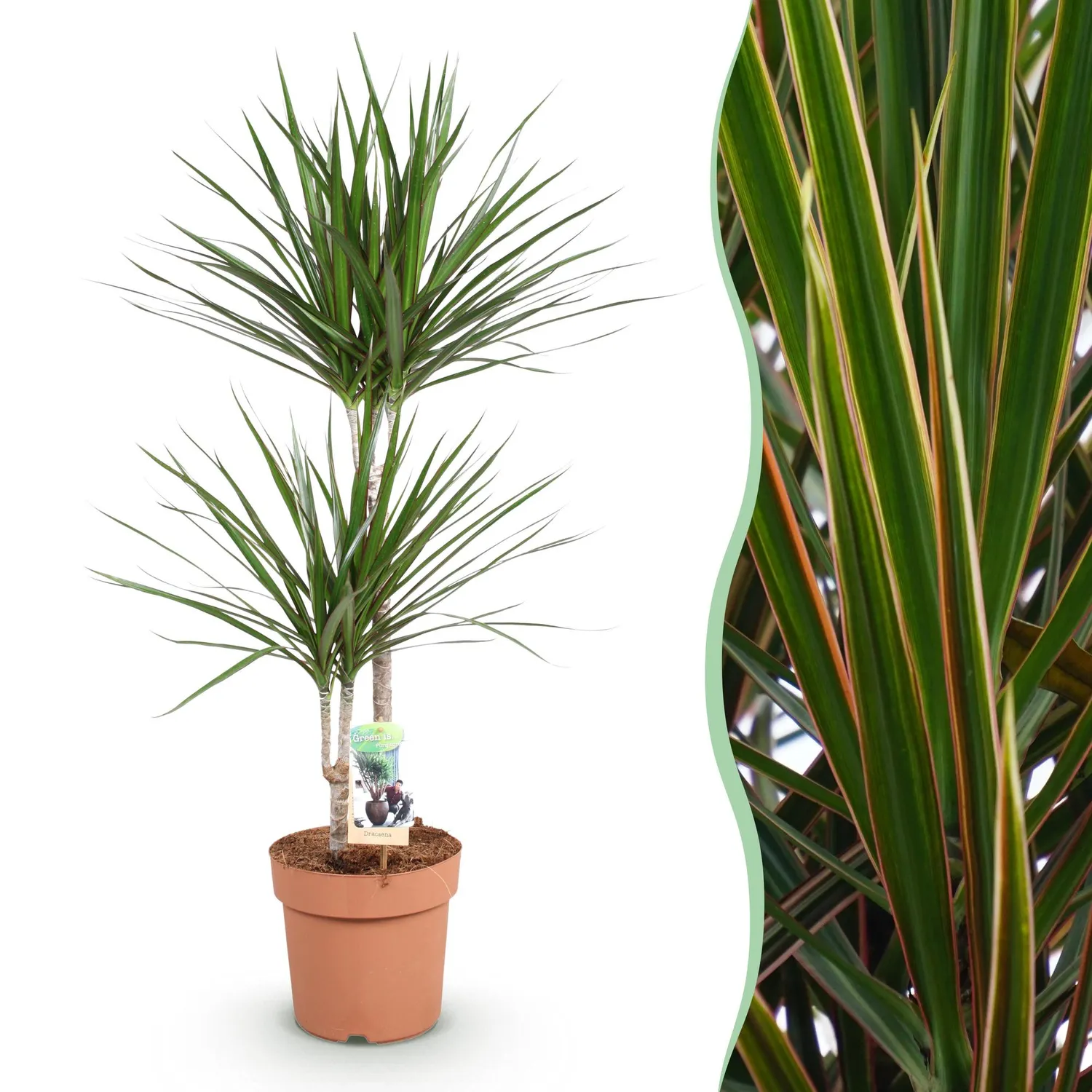 Plant and Stories Dracaena Marginata plante d’intérieur pot 17cm bord rouge