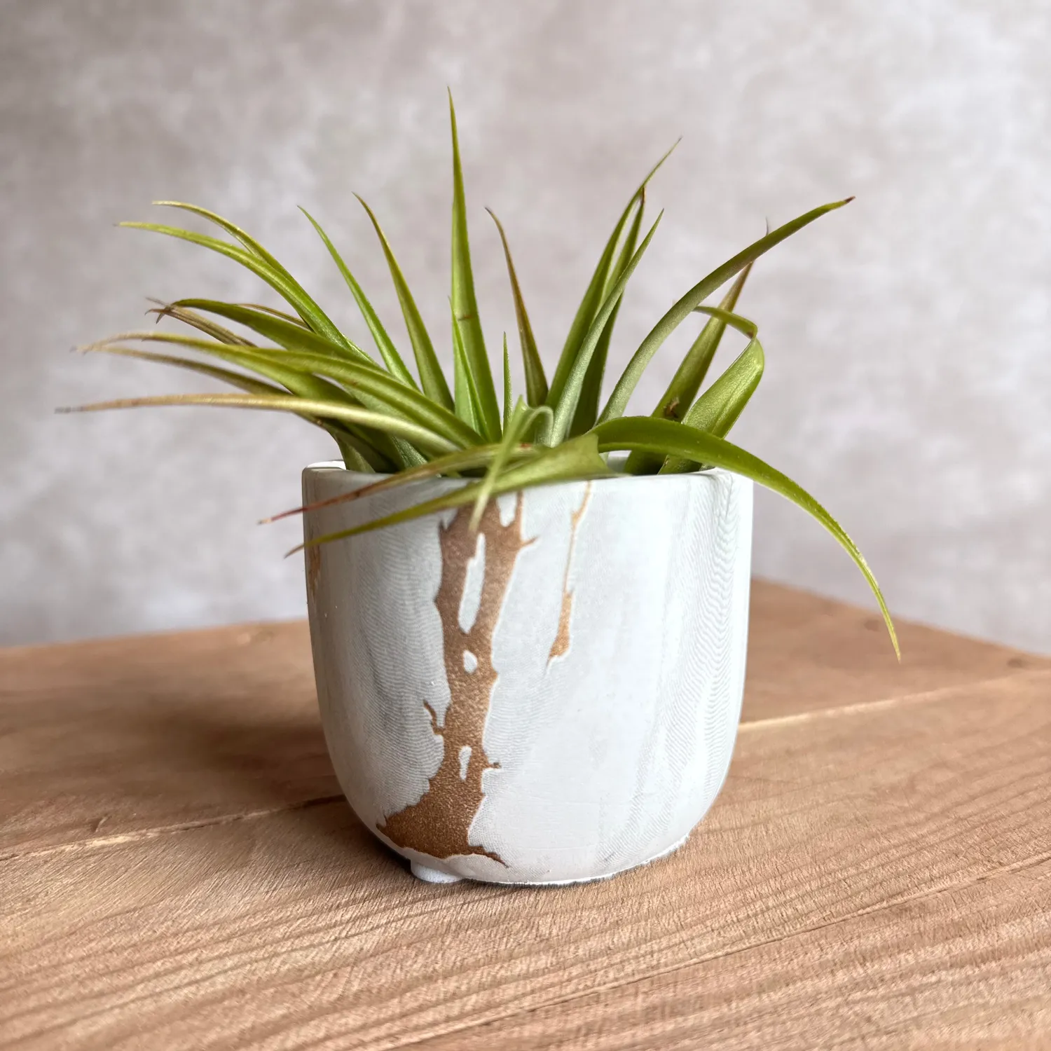 Airplantshop Pot marbre blanc doré avec tillandsia capitata