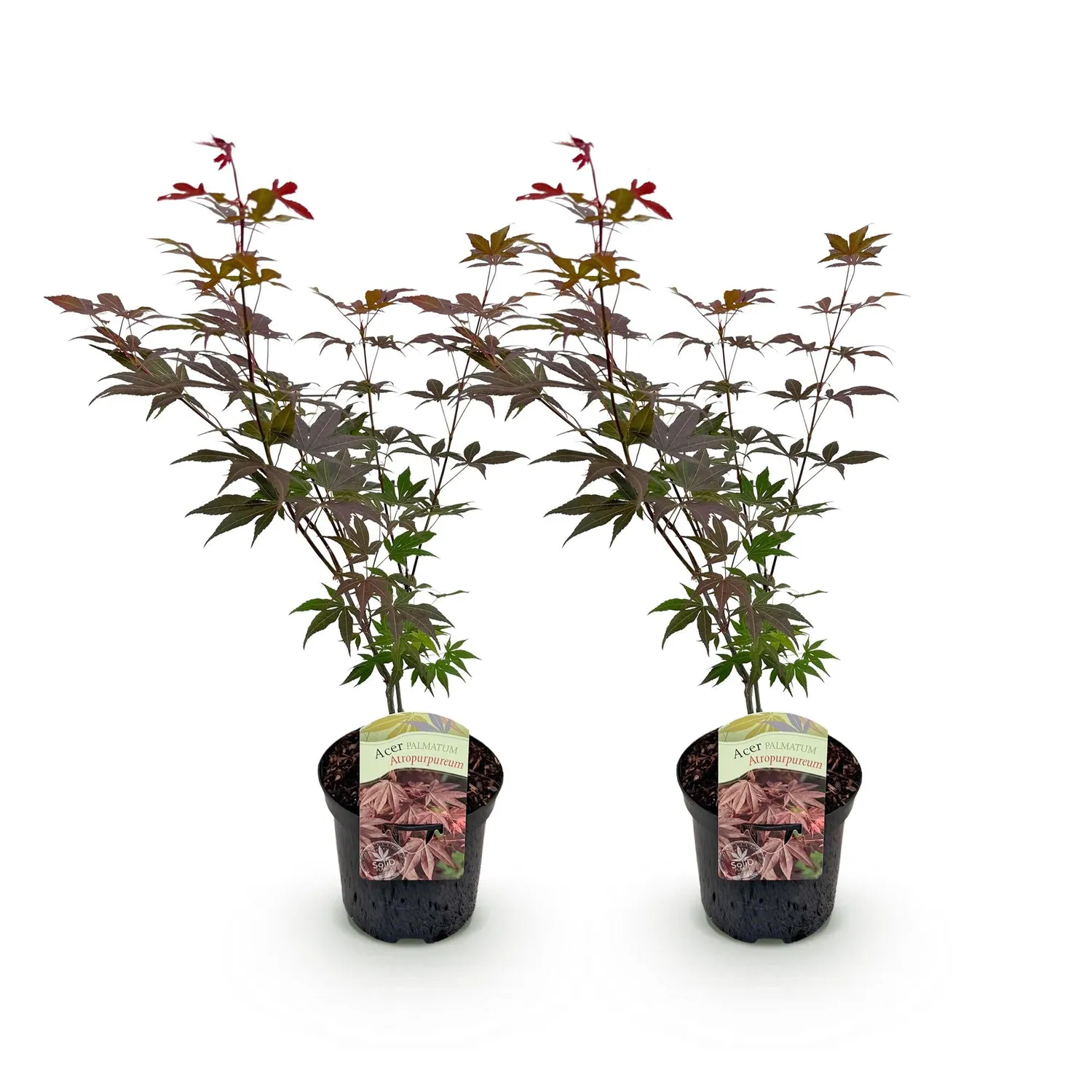 Plant and Stories Érable Japon Atropurpureum arbuste pot 19 cm pourpre