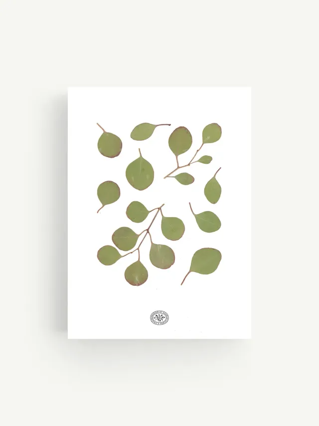 By Charlot herbier Eucalyptus Blanc 21x30 cm