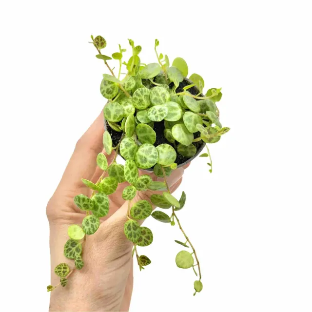 Plant and Stories Peperomia Prostrata plante 6 cm tortue