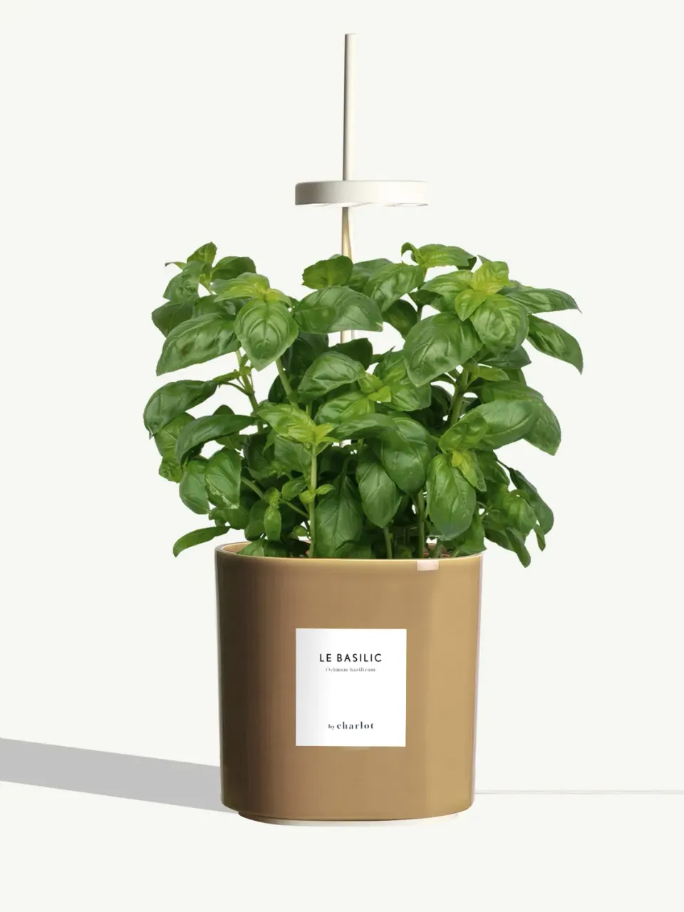 By Charlot Prêt à Pousser Basilic potager beige 1 pot