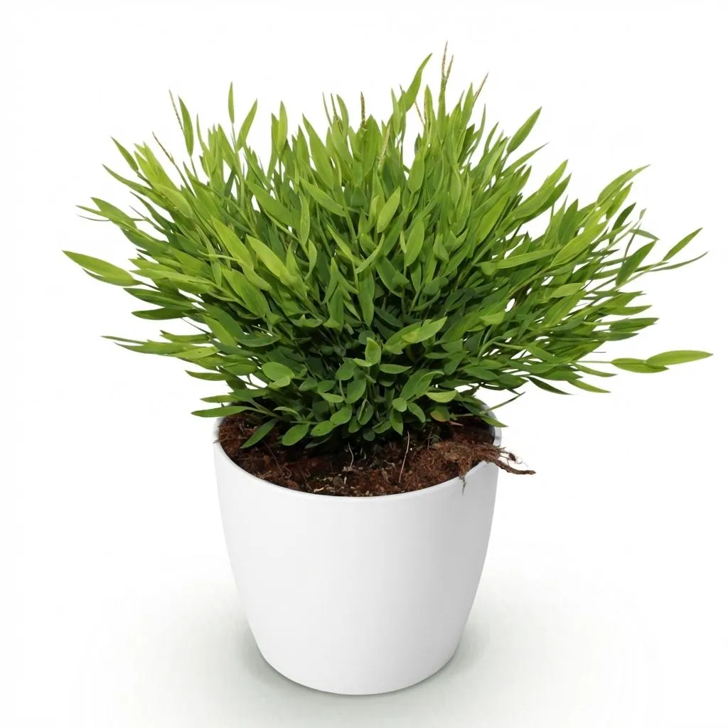Plant and Stories Bamusa Monica bambou pot 12cm pet-friendly